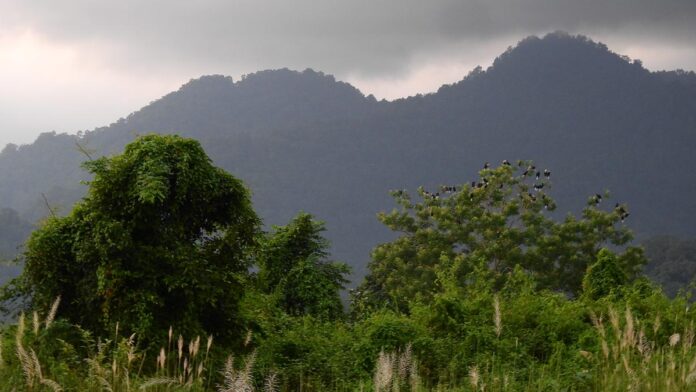 Researchers discover new species of tree in Arunachal Pradesh